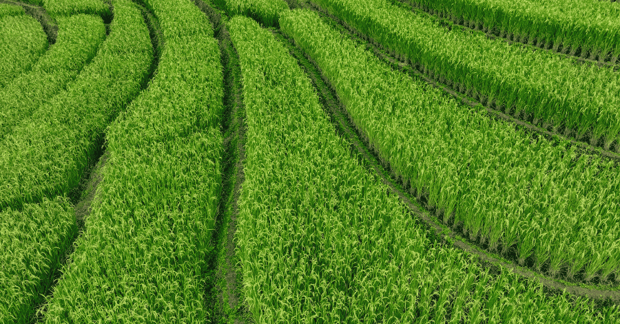 insight featured image